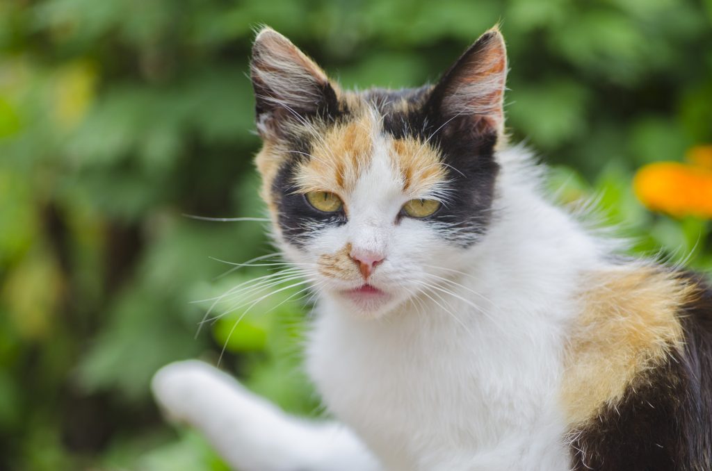 chatte trois couleurs