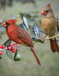Bosiljka MARINKOVIC avis de deces  NecroCanada