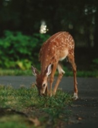 Zachary Pettley  May 21 2012