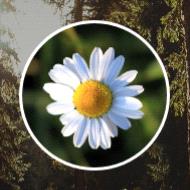 Winnifred Freddie Powell  2018 avis de deces  NecroCanada