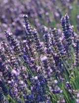 Eric Rene Brousseau 1952