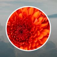 Helen Wilson 2018 avis de deces NecroCanada