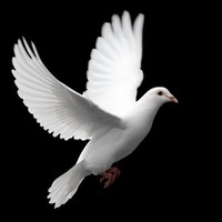 Virginia Da Silva  January 13 1936  July 19 2019 avis de deces  NecroCanada
