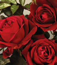 Ileana Sonia Bandiera Grebaz  Sunday March 22nd 2020 avis de deces  NecroCanada