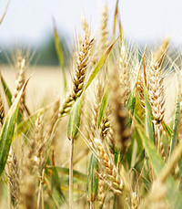 Glenn Ralph Dahlby  Thursday May 7th 2020 avis de deces  NecroCanada