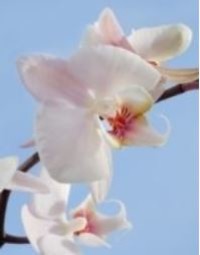 Pierrette Filiatrault  17 juin 1939