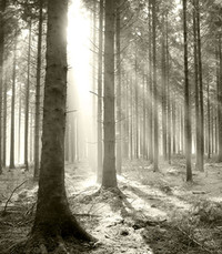 Sithamparapillai Paramu  Monday June 15th 2020 avis de deces  NecroCanada