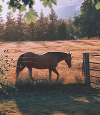 Jessie Gouthro  Sunday August 9th 2020 avis de deces  NecroCanada