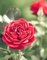 Valerie Jeanette Berthiaume  2021 avis de deces  NecroCanada