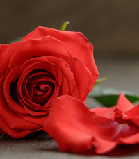 Jarnail Kaur Gill  Tuesday July 6th 2021 avis de deces  NecroCanada