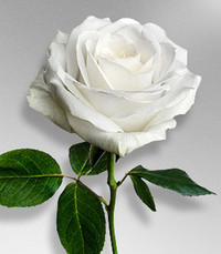 Melvin Paul Morken Thursday July 29th 2021 avis de deces NecroCanada