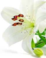 Antoun Abboud - 2017