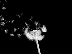 Lucia Soares - 5 février 2017