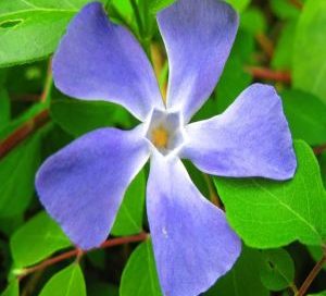 Linda Maine-Ouellette